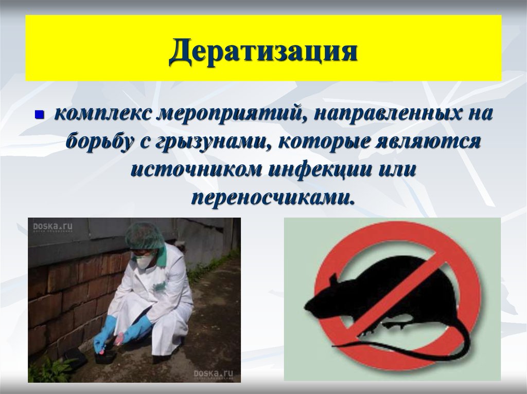 Процесс дератизации на кухне ресторана от санитарной службы