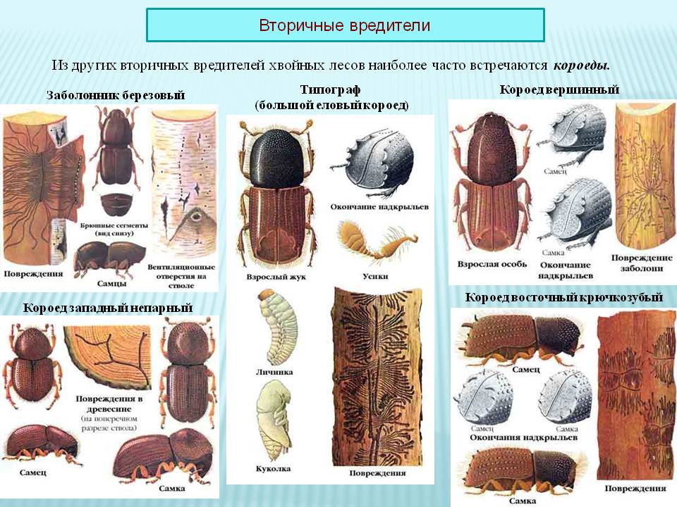 На этом фото изображены вторичные вредители