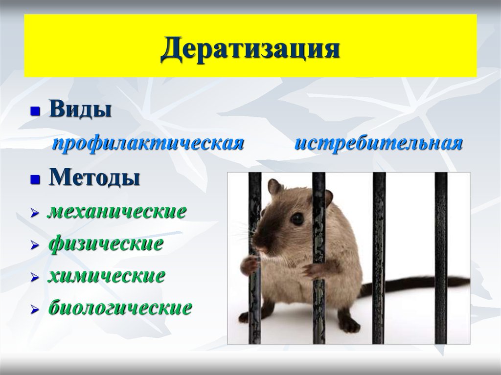 Средства и методы дератизации для предприятий общепита