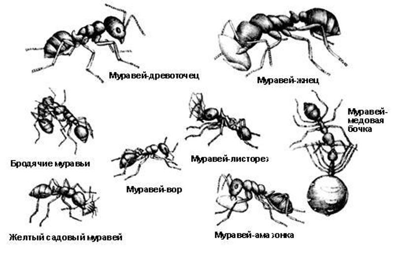 На этом фото изображен виды муравьев