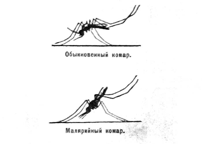 На этом фото изображен молярийный комар