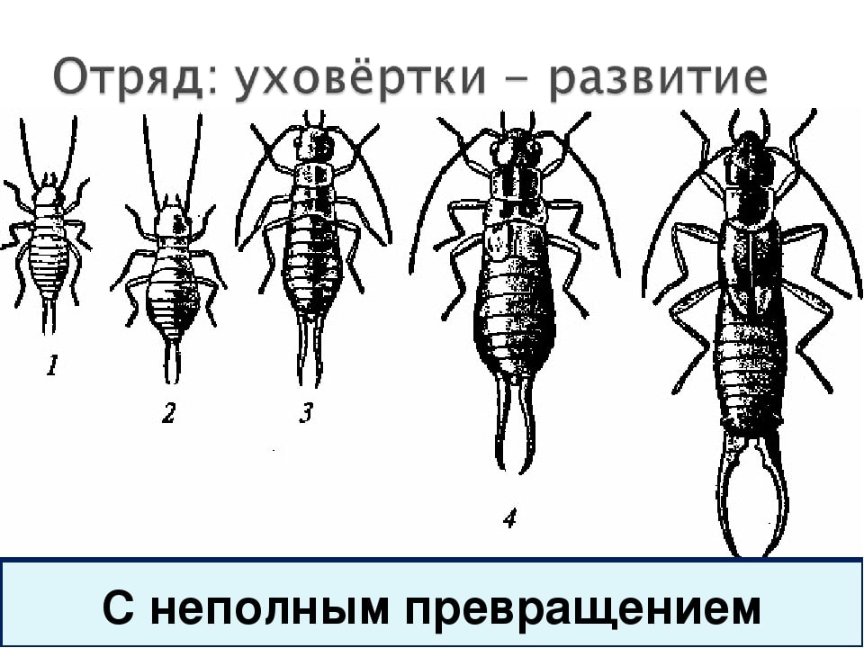 На этом фото изображен отряд: уховёртки - развитие