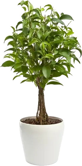 Профилактика появления опасных пресмыкающихся на дачном участке