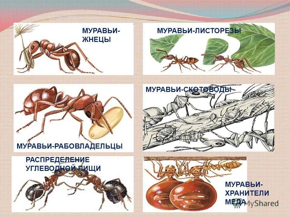 На фото описаны виды муравьев