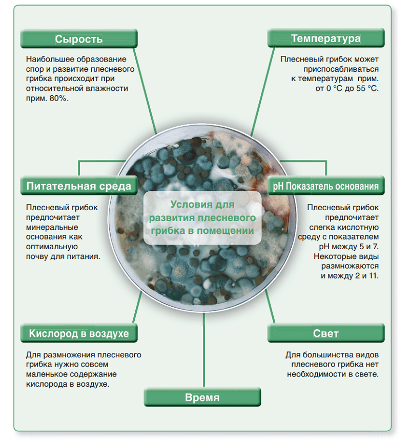 На этом фото показаны условия развития плесневого грибка в помещении