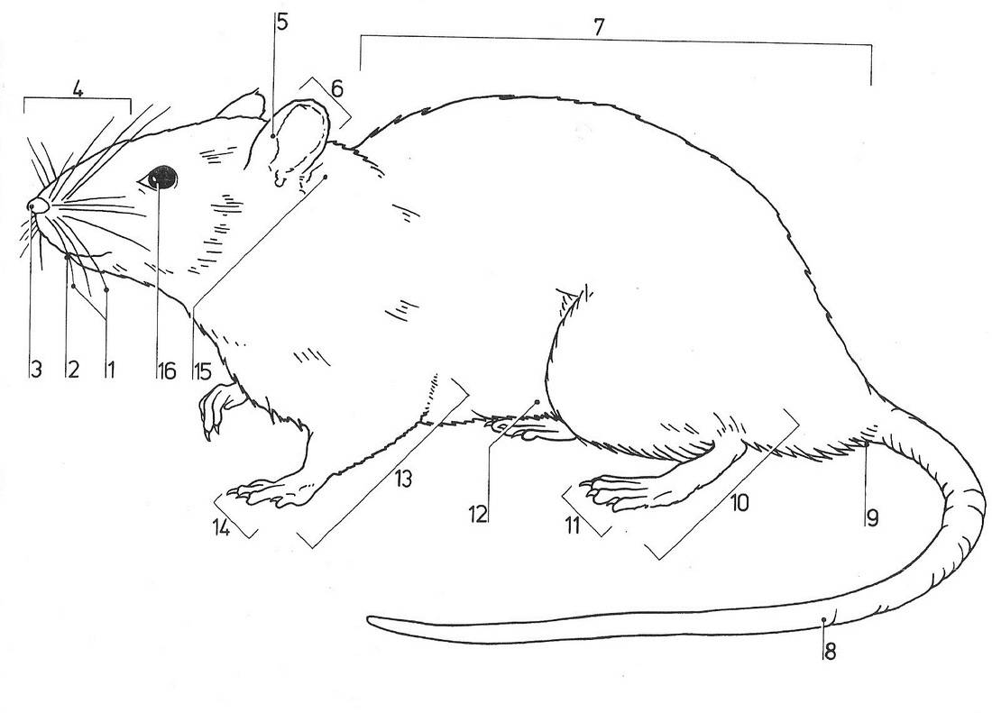 На этом фото изображено строение крысы