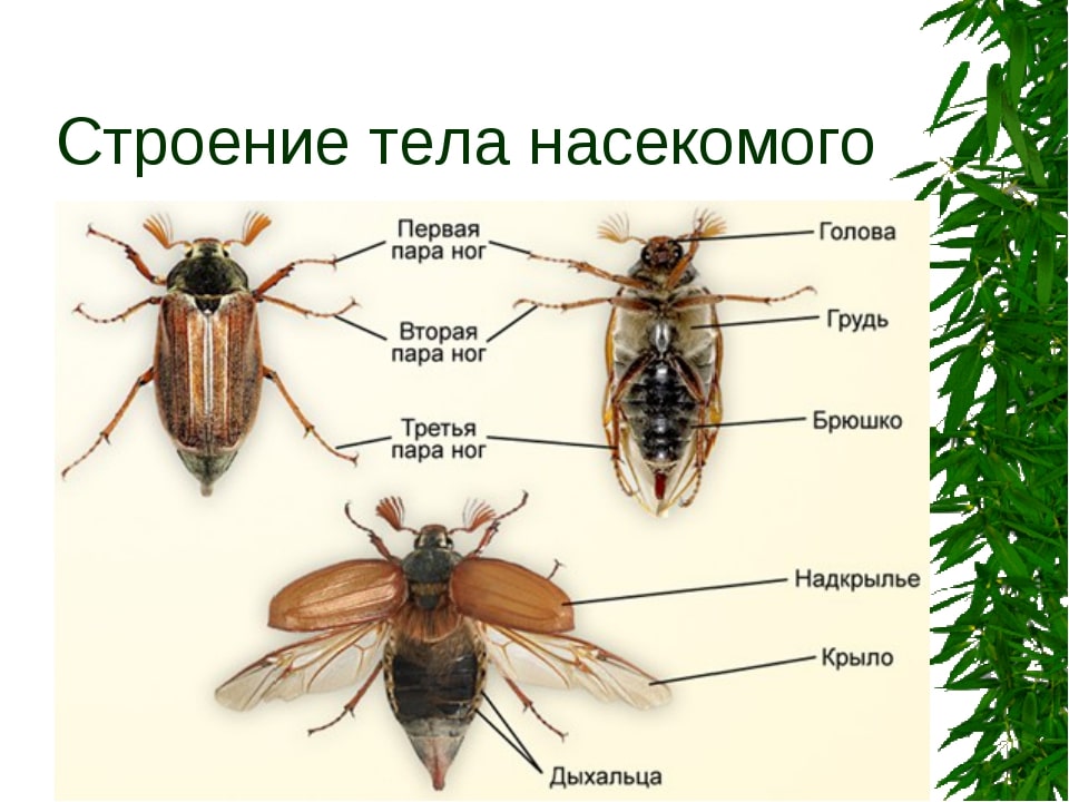 На этом фото показано строение насекомого