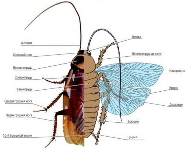 На этом фото показано строение таракана.