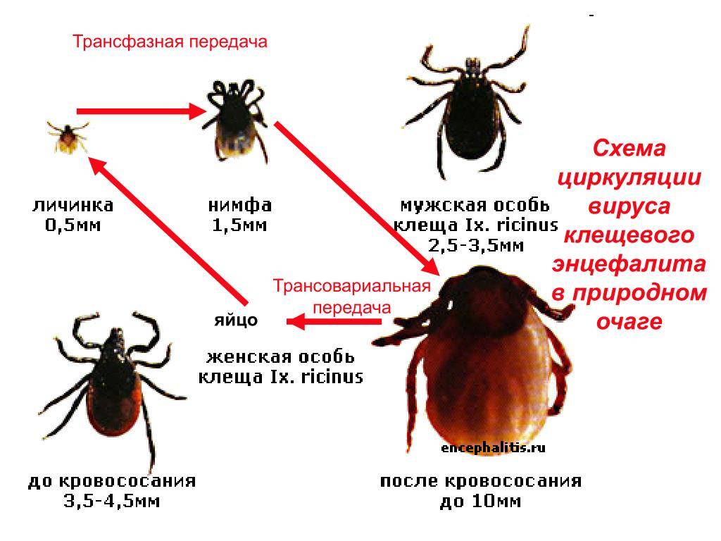 На этом рисунке изображена схема циркуляции вируса клещевого энцефалита в природном очаге