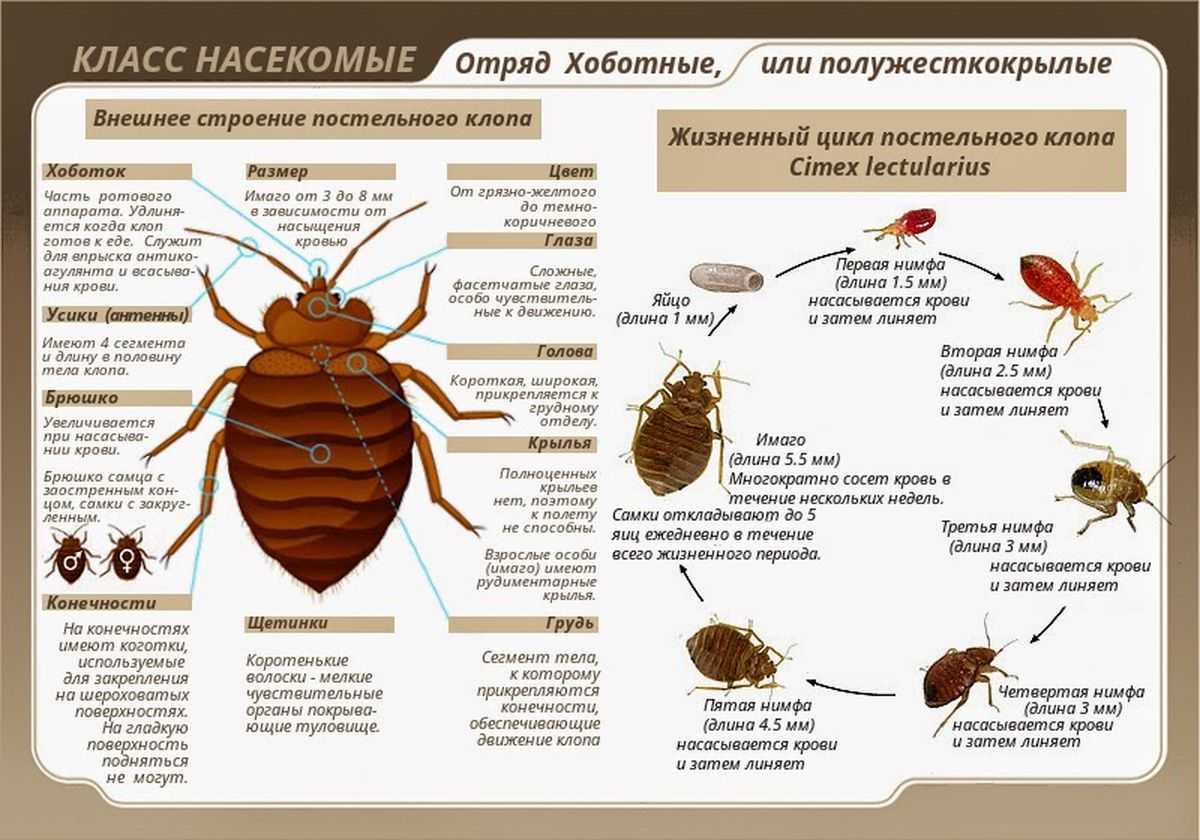 На этом фото изображено внешнее строение постельного клопа