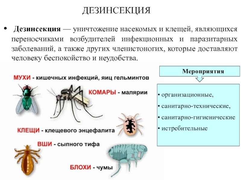 На этом фото изображено полное определение дезинсекции