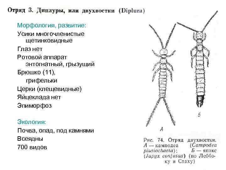 На этом фото описано строение двухвостки