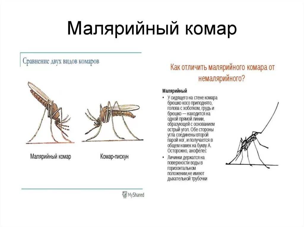 На этом фото написано как отличить малярийного комара от немалярийного