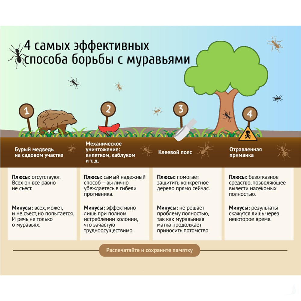 На этом фото показаны 4 самых эффективных способа борьбы с муравьями