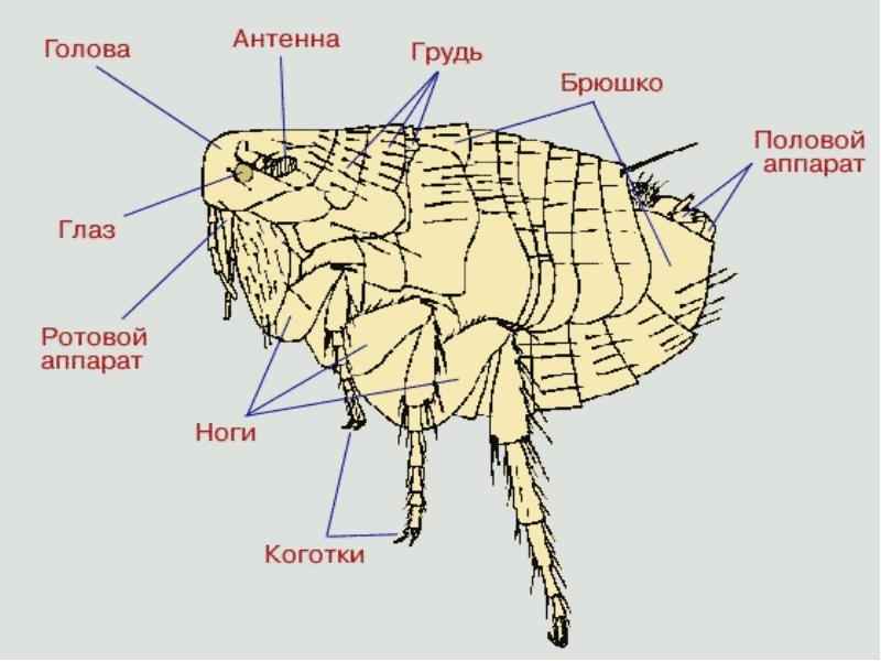 Брюшко. Внешнее строение блохи. Строение блохи схема. Внутреннее строение блохи схема. Блоха человеческая строение.