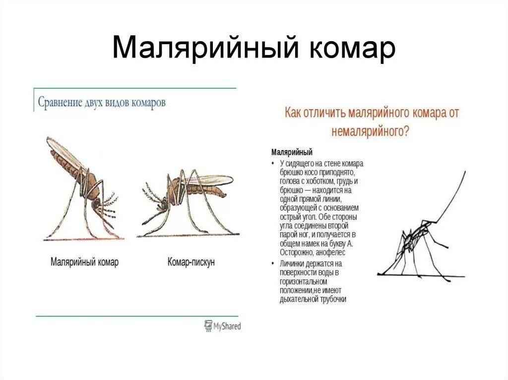 Комар относится к естественным телам