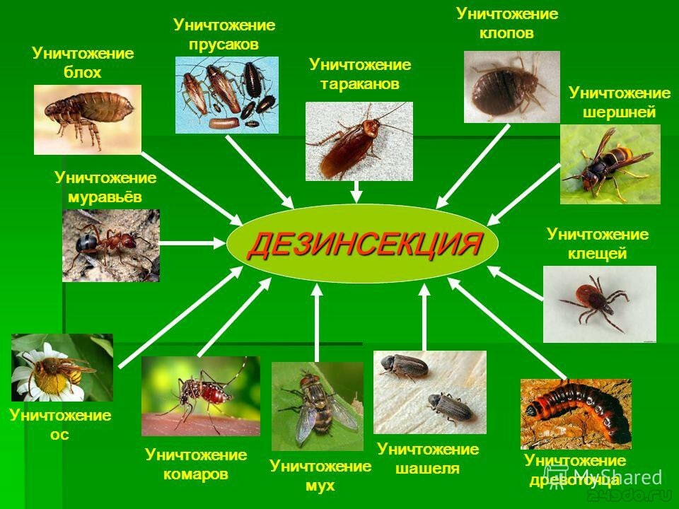 На этом фото показано каких насекомых с помощью дезинсекции можно уничтожить