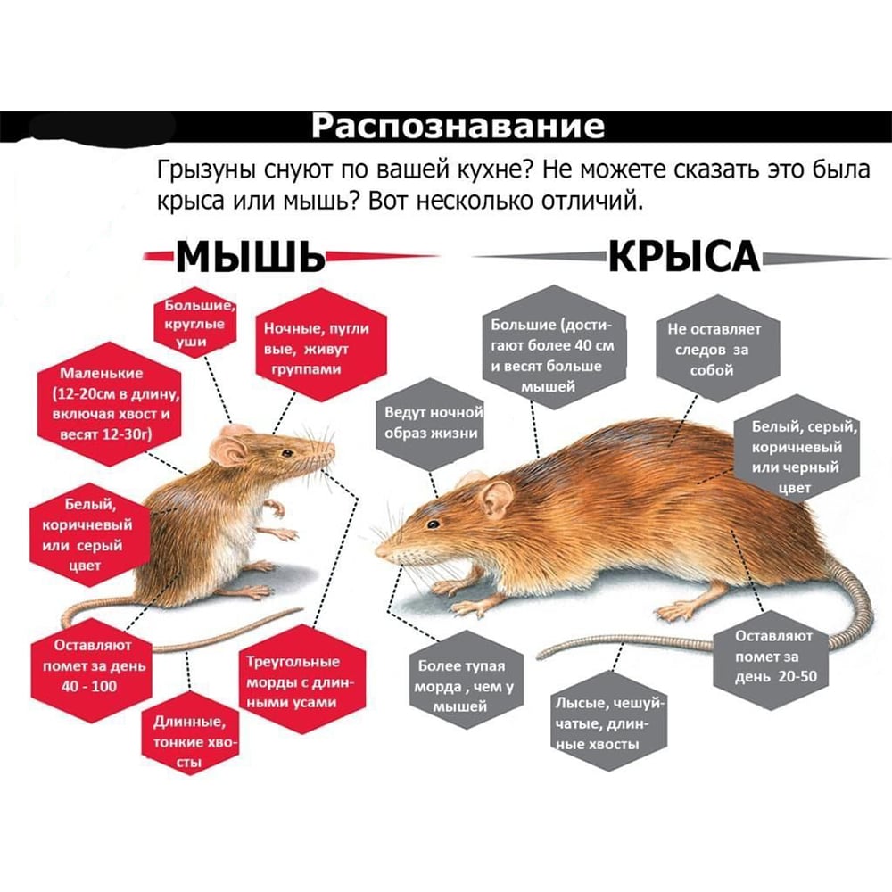 на этом фото показано как можно распознать грызунов.