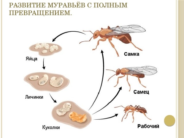 На этом фото показано развитие муравьёв с полным превращением