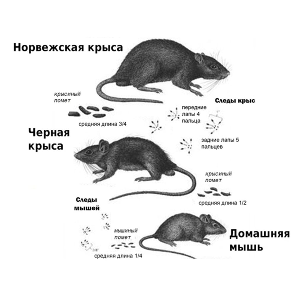 На этом фото показаны виды крыс