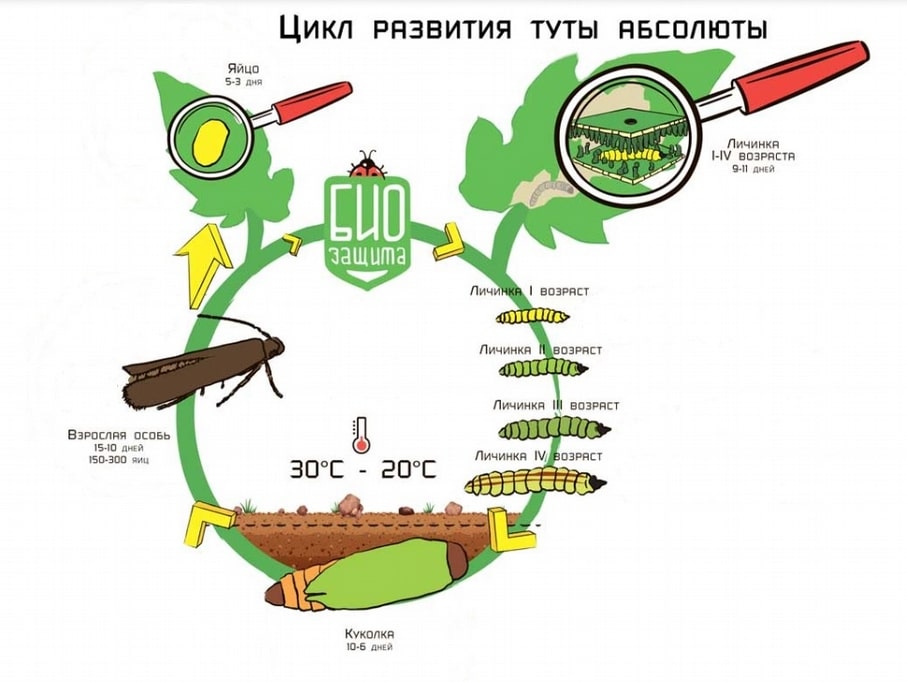 На этом фото изображен Цикл развития туты абсолюты