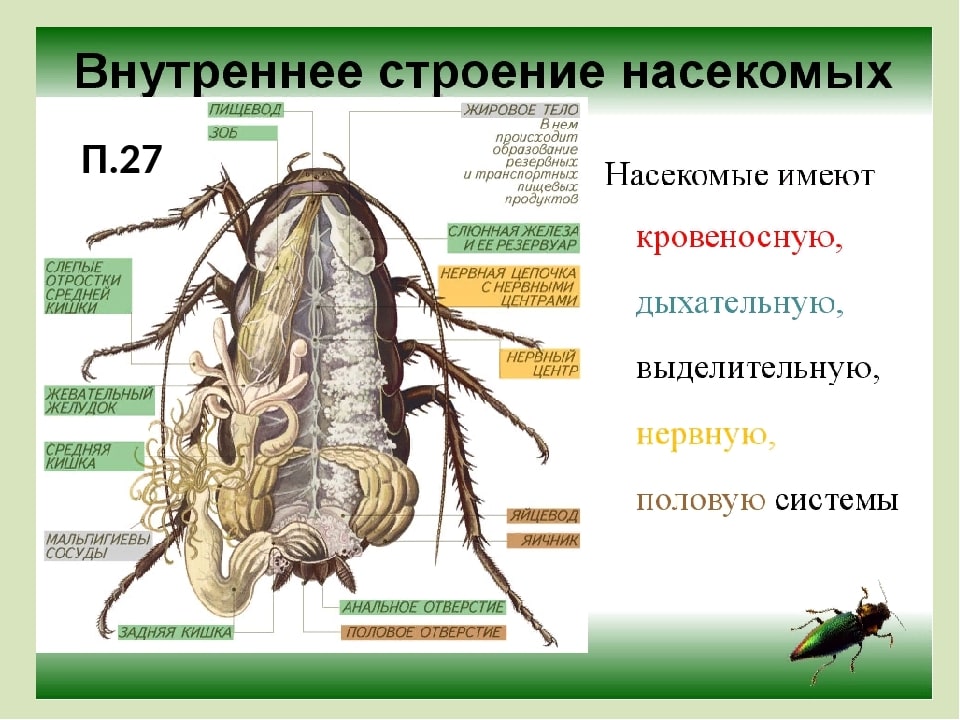 на этом фото показано внутреннее строение насекомого