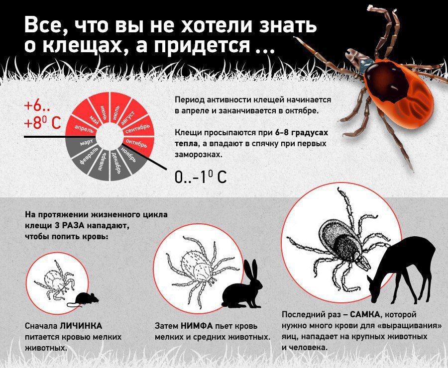 На этом фото описано, то что вы не хотели знать о клещах а придется.